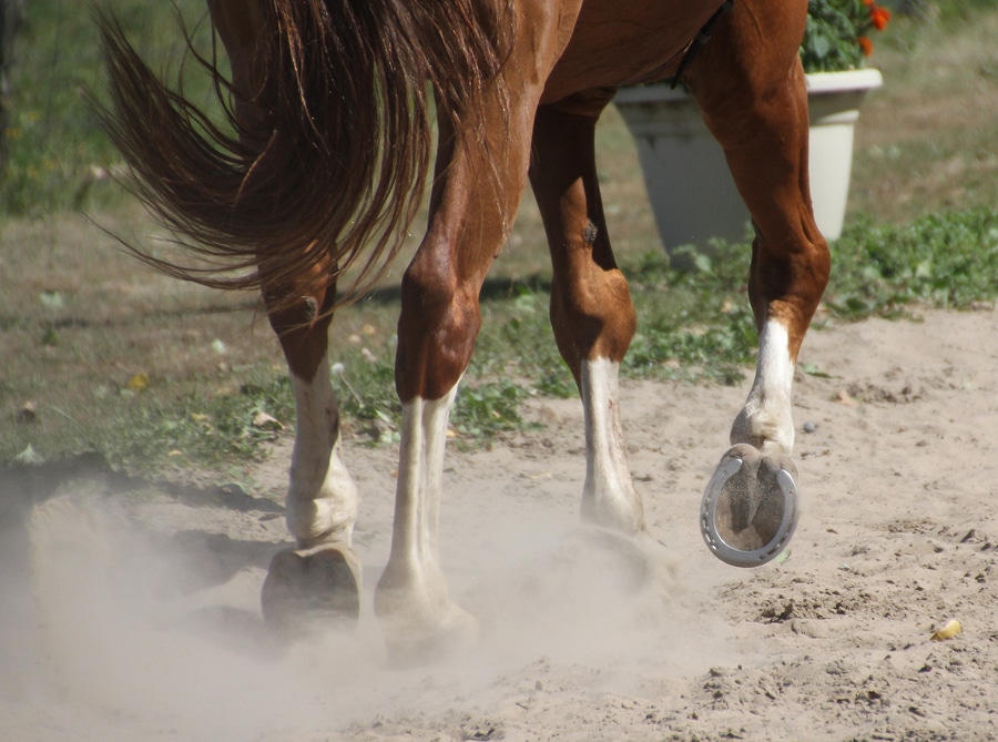 Dust-free indoor horse arena during active training