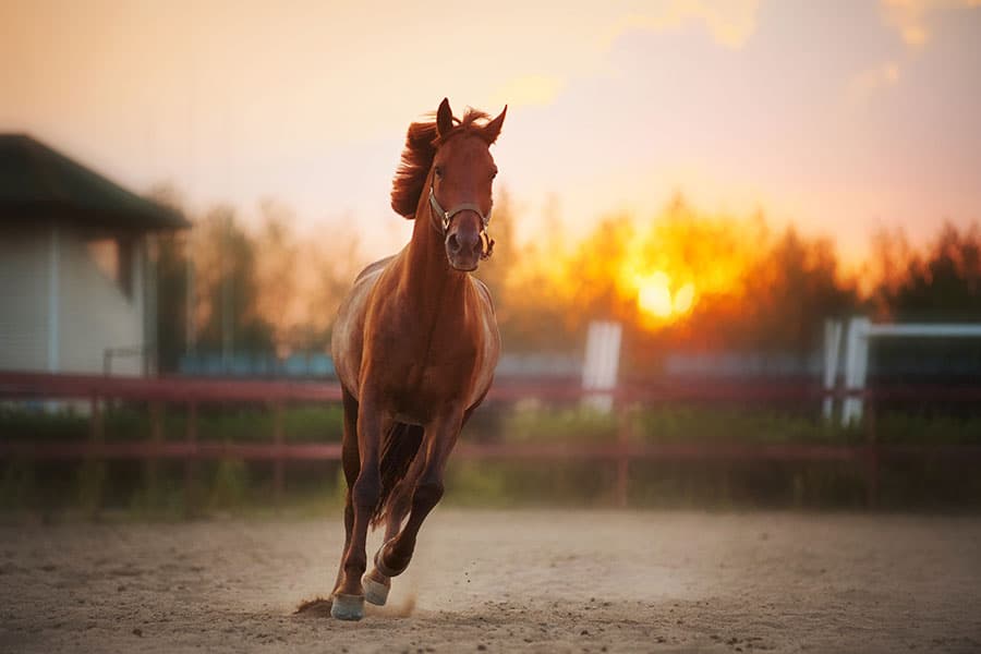Your Horse Arena Dust Control Guide | Performance Footing