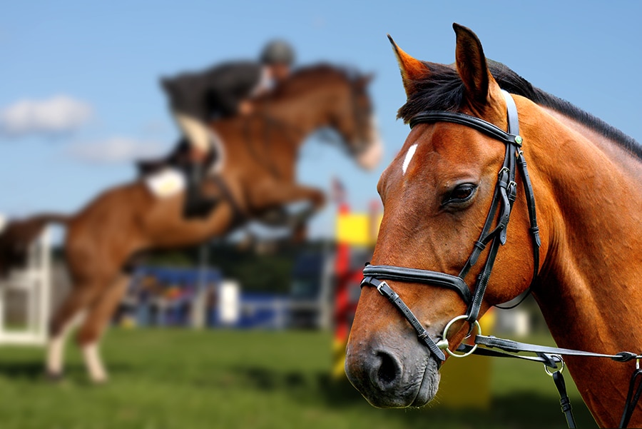 How Arena Footing Affects Horse Performance | Performance Footing