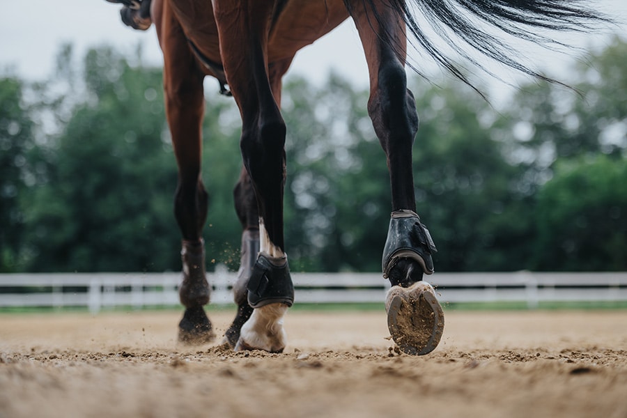 Why Sand Selection Is Only Half the Equation: A Guide to Footing That Actually Works