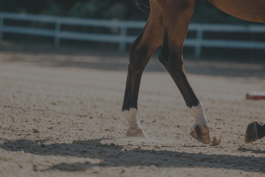 Best Footing for Horse Arenas in Any Climate | Performance Footing