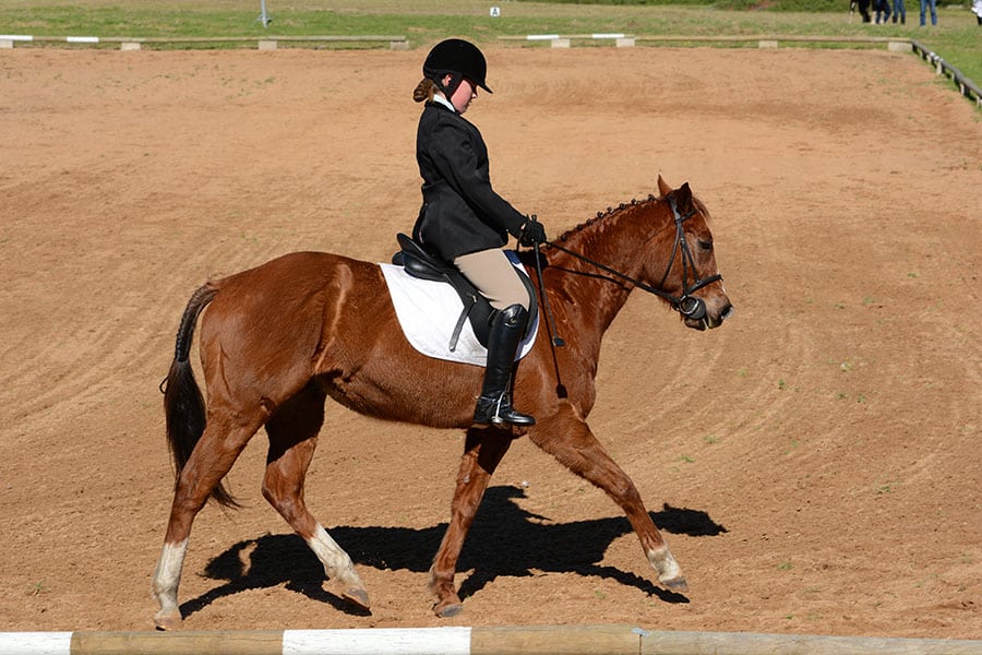 How Much Does It Cost to Install a Horse Arena? | Performance Footing