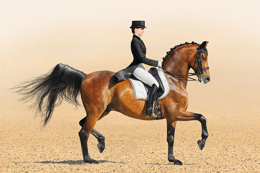 What Is the Ideal Dressage Arena Footing? | Performance Footing
