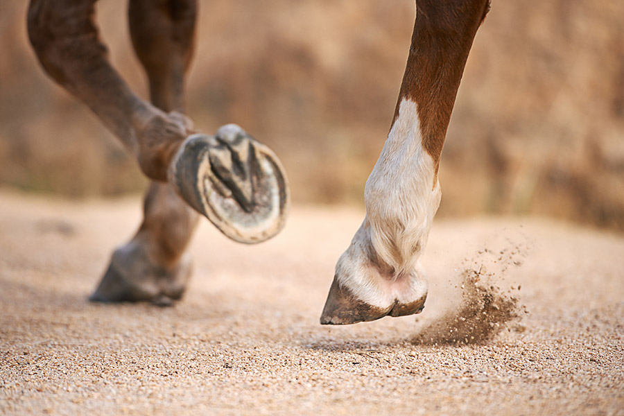 Why EcoStride and FIBR Are the Future of Arena Footing?