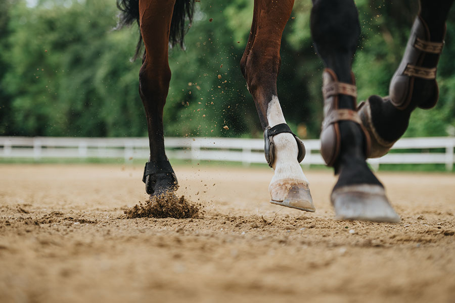 The Importance of Quality Horse Arena Footing | Performance Footing