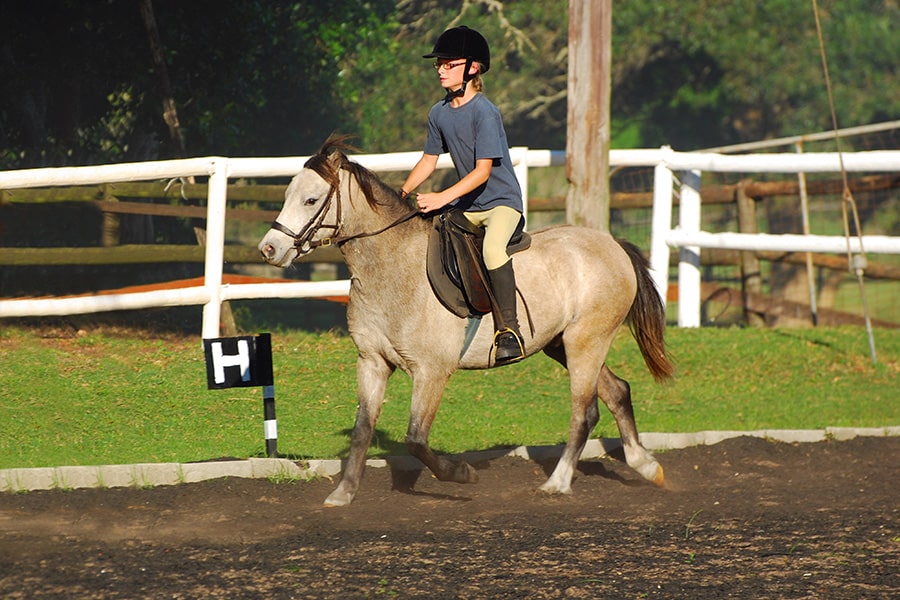 Horse Paddock Mud Control Grid: Does It Work? | Arena Footing