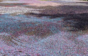 An image of a field covered in colored sand.