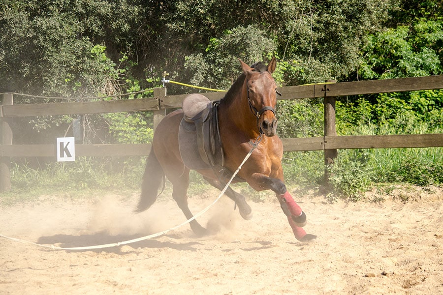 Horse Arena Hazards