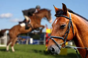 Arena Footing Affects Horse Performance