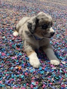 An Australian shepherd puppy laying on a pile of colorful confetti at an arena.