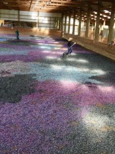 A large barn with a floor covered in colorful gravel that can be used as an arena or gallery space.