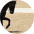 A black horse galloping with grace and power in a captivating horse arena.