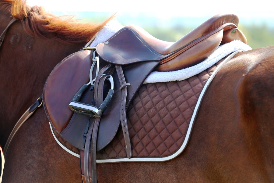 dressage equipment