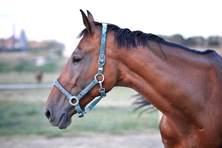 Is Carpet Waste Horse Arena Footing Harmful? - Featured Image