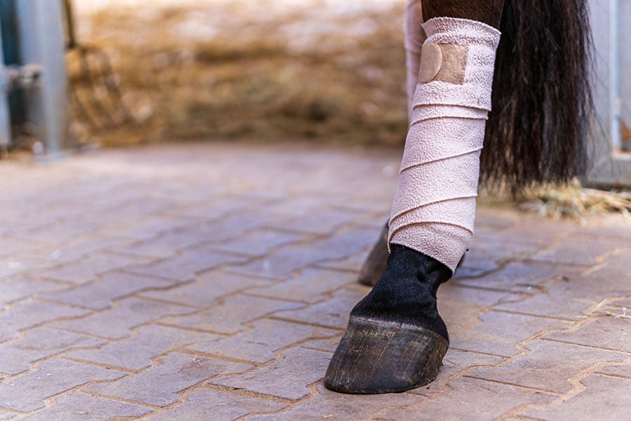 how to prevent tendon injuries in horses