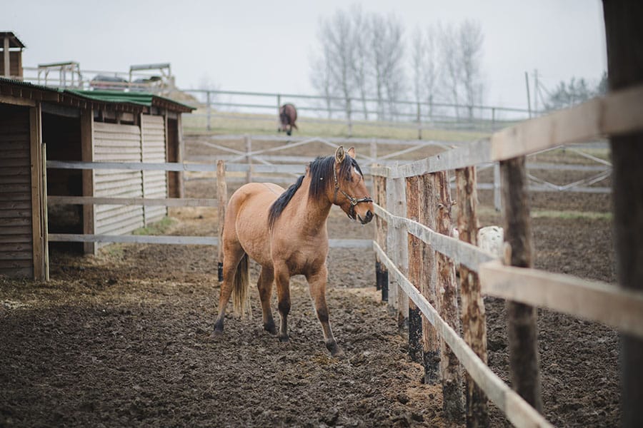 mud management for horses