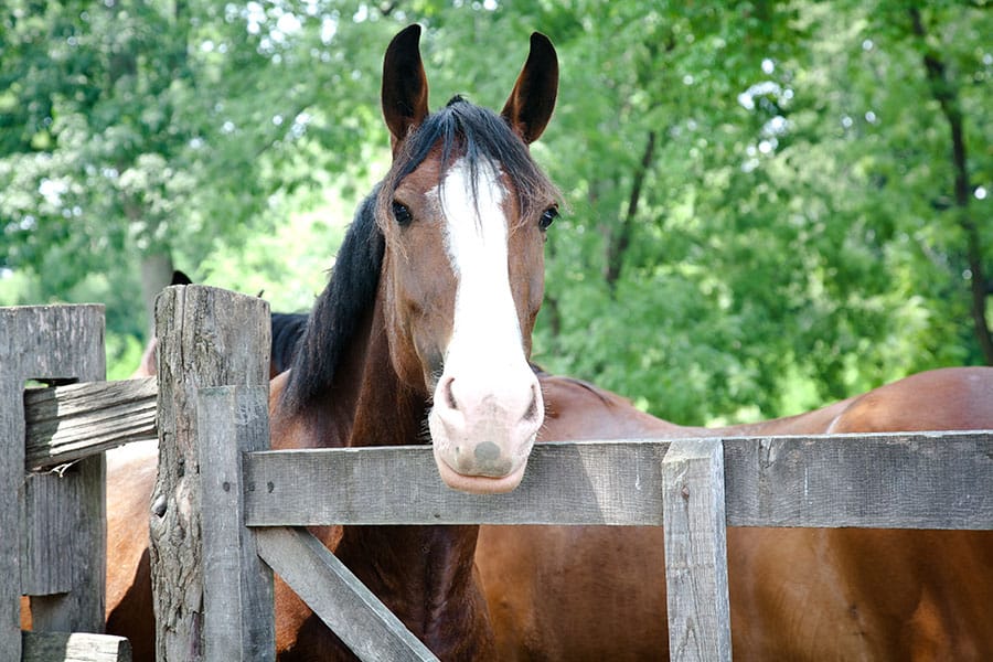 Eco-Friendly Horse Products: 4 Ways Horse Owners Can Reduce Waste - Featured Image