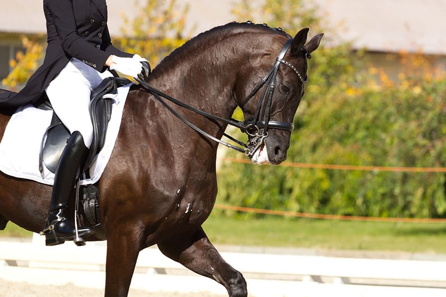 dressage arena layout