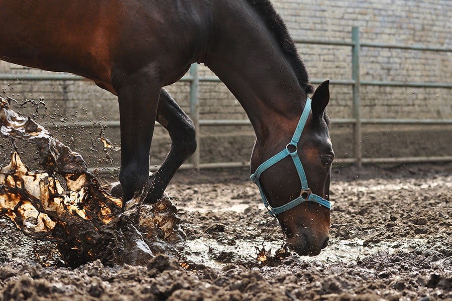 How to Fix Muddy Horse Paddock Areas - Featured Image
