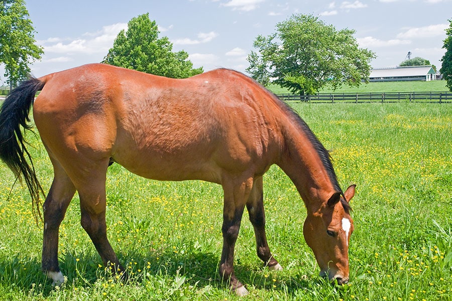 how to divide pastures