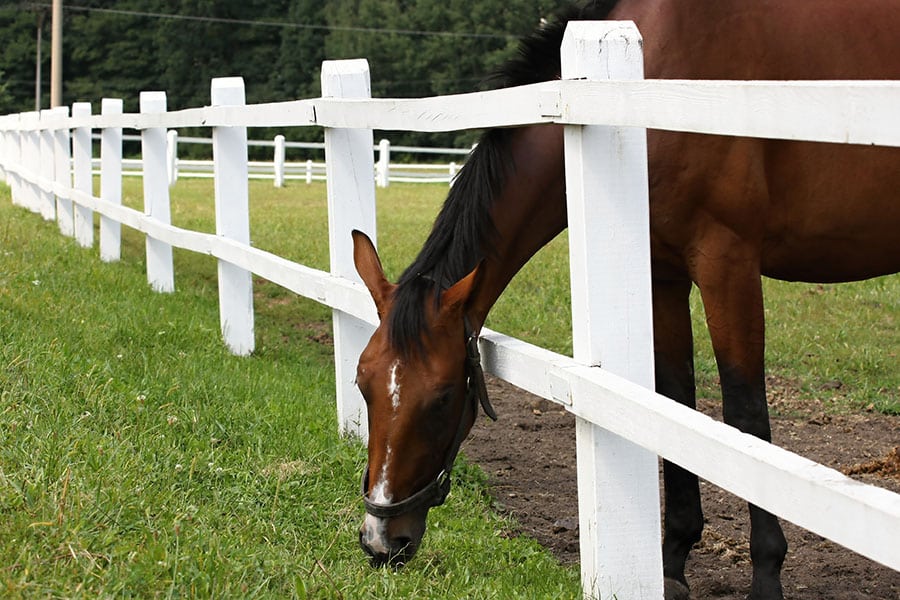 how to build a horse pasture