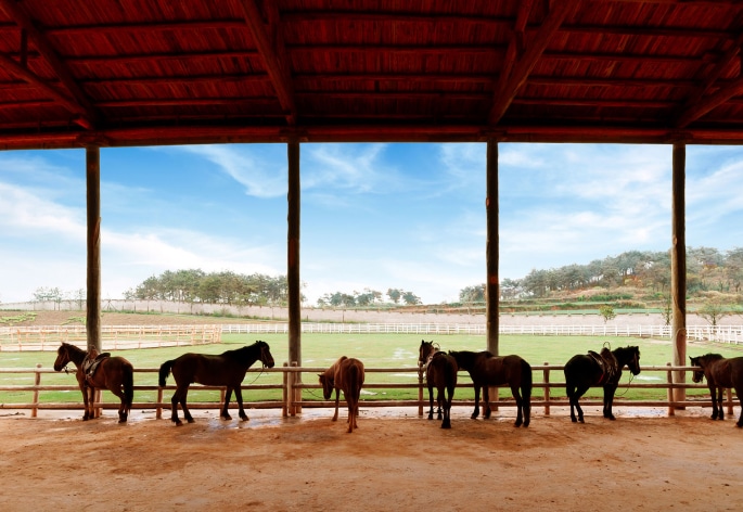 Horses in a paddock