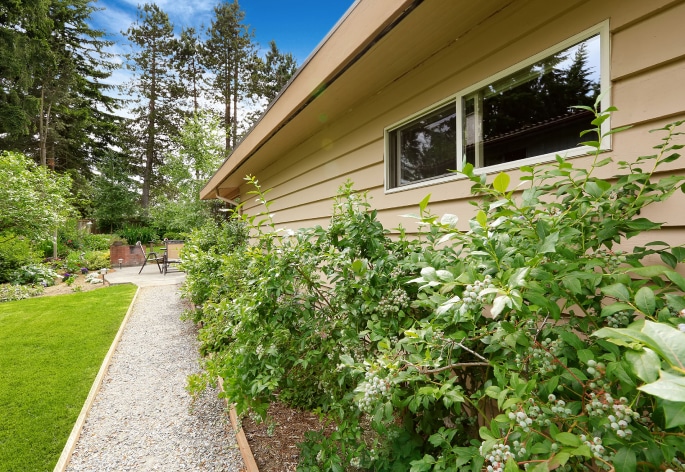 Sidewalk leading to a patio with blueberries and flowers