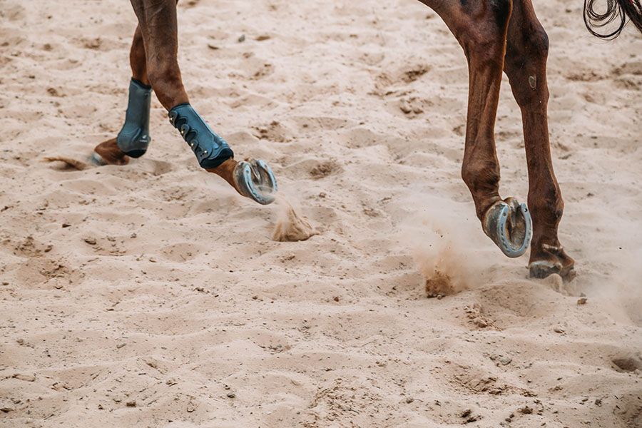 A horse is walking in the sand, which is undergoing sieve analysis to determine its particle size distribution.