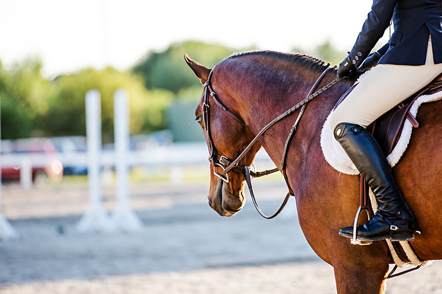 equestrian disciplines