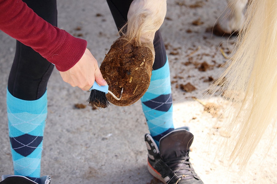 horse hoof care