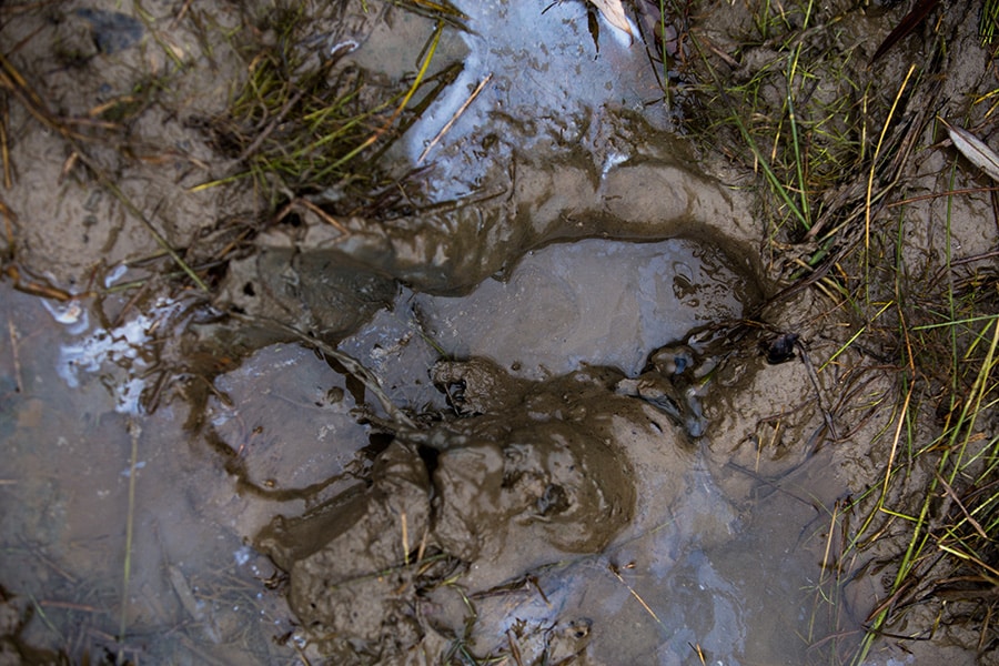 How to Firm Up Muddy Ground - Featured Image