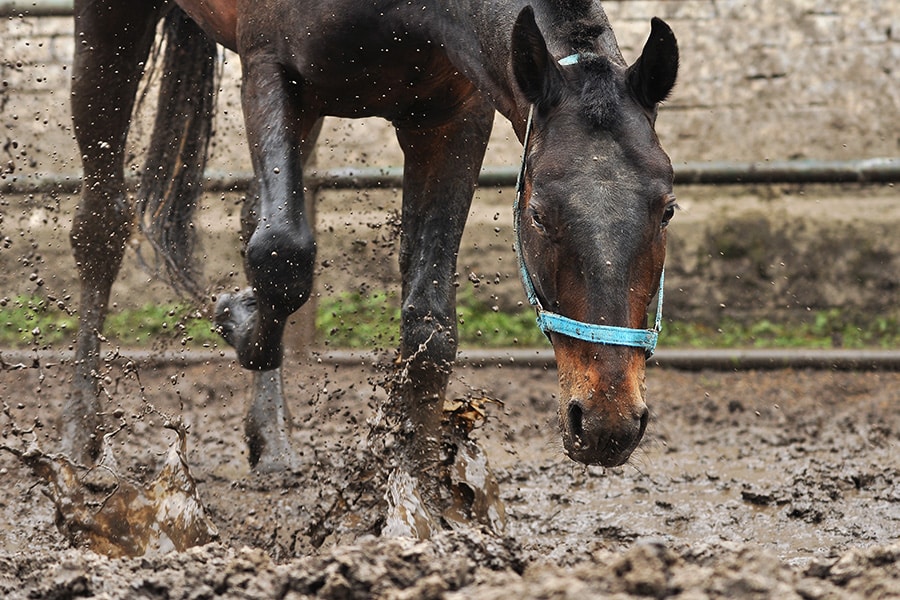 how to fix a muddy horse stall