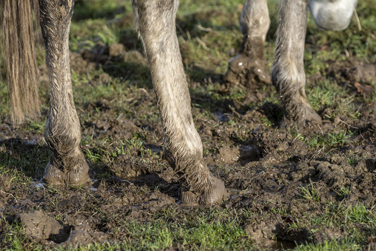 Best Practices for Equine Mud Management Performance Footing