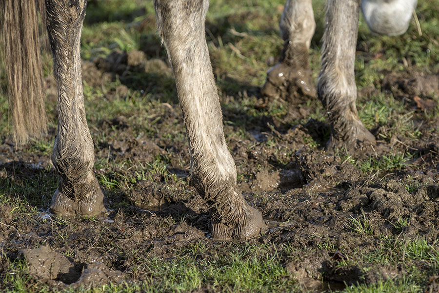 PF - Best Practices for Equine Mud Management