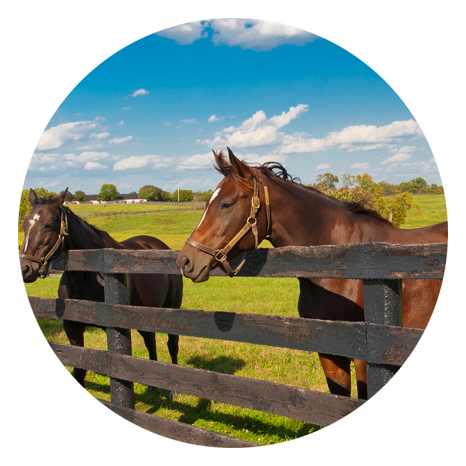 Horse