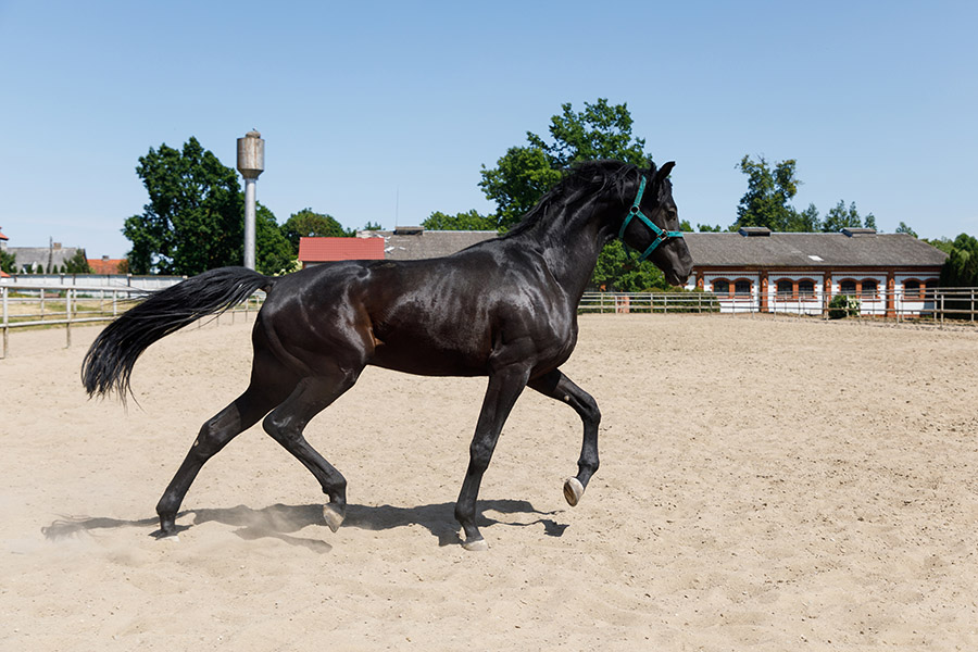 Ultimate Guide to Outdoor Horse Arena Drainage Plans - Featured Image