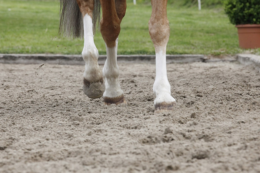 guide to horse arena irrigation systems