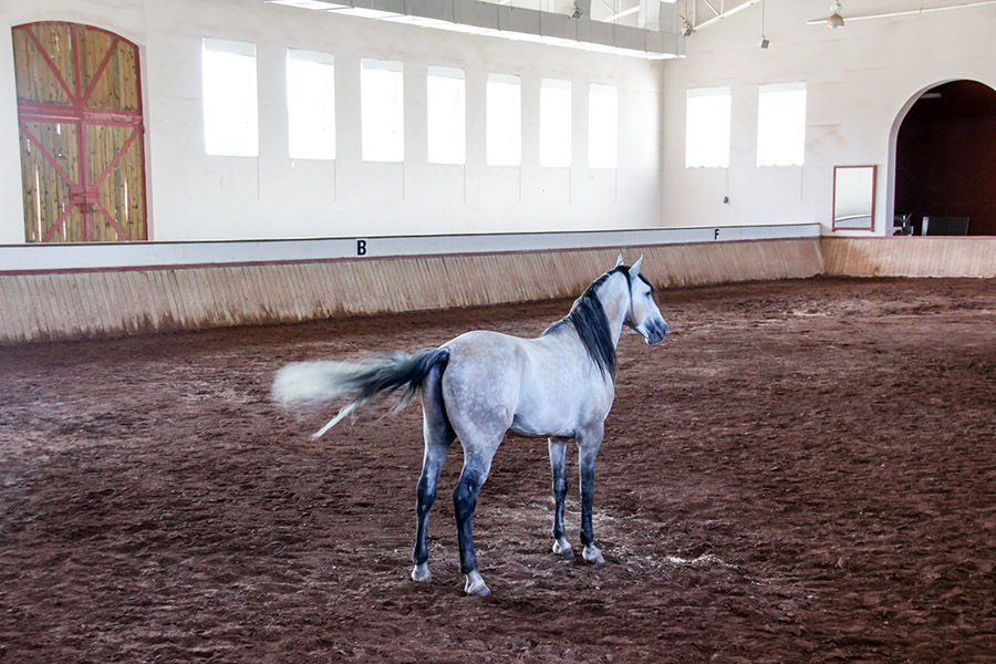 The Hidden Costs of Poor Horse Arena Footing: How Investing in Quality Materials Saves Money Long-Term - Featured Image