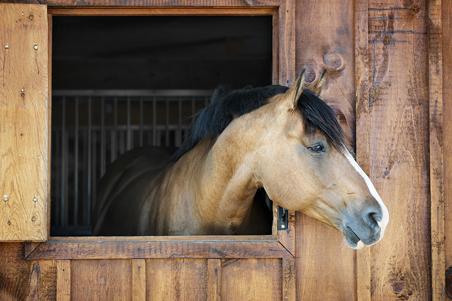 revolutionary horse stall mats