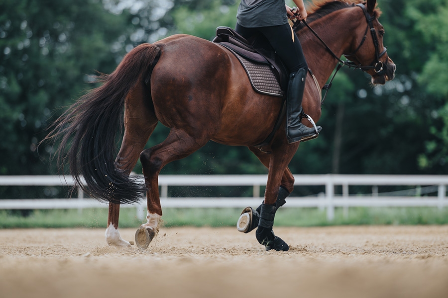 TraveLite vs. ArenaGreen: The Truth About Waterless Arena Footing - Featured Image