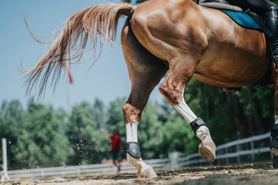 sustainable horse arenas