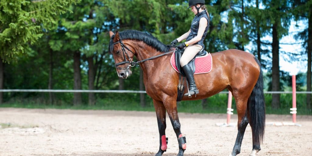 Horse Arena Footing Prices