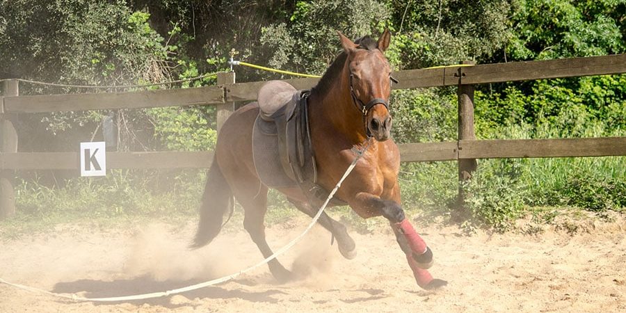 Horse Arena Hazards