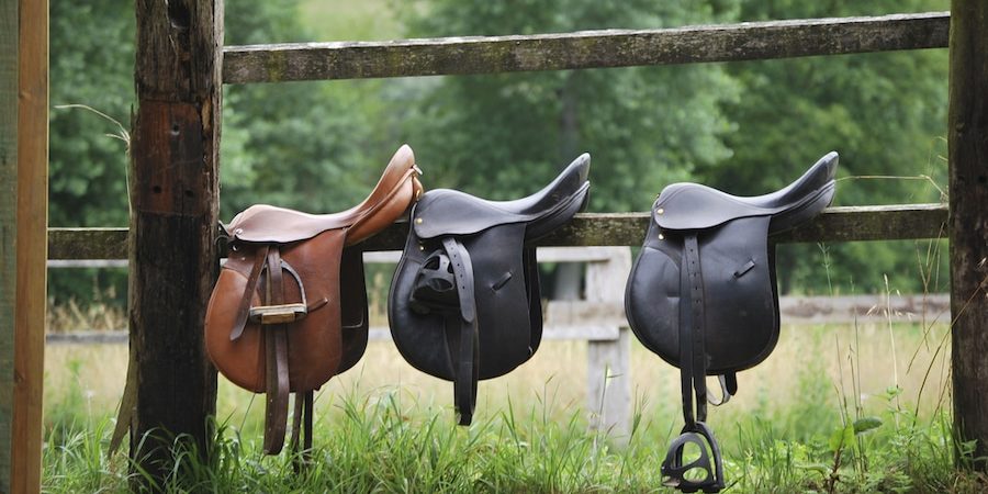 Horse Biomechanics