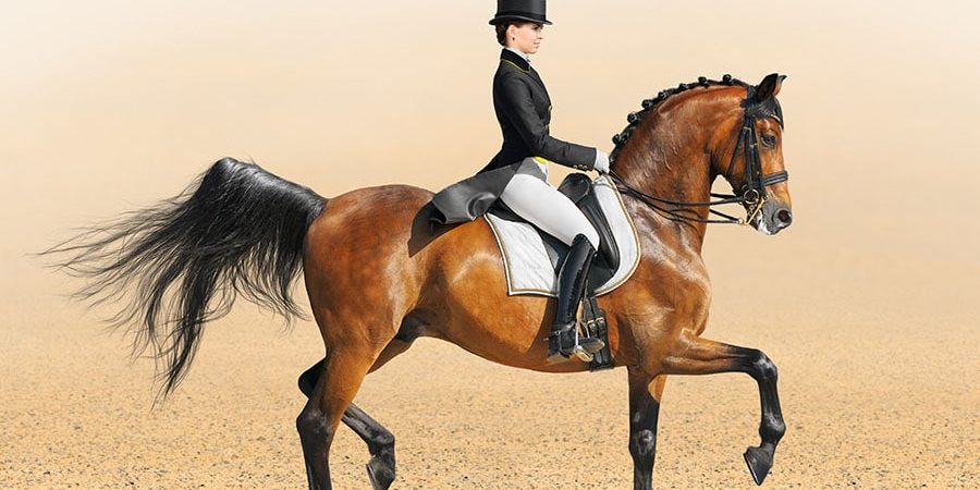 Ideal Dressage Arena Footing