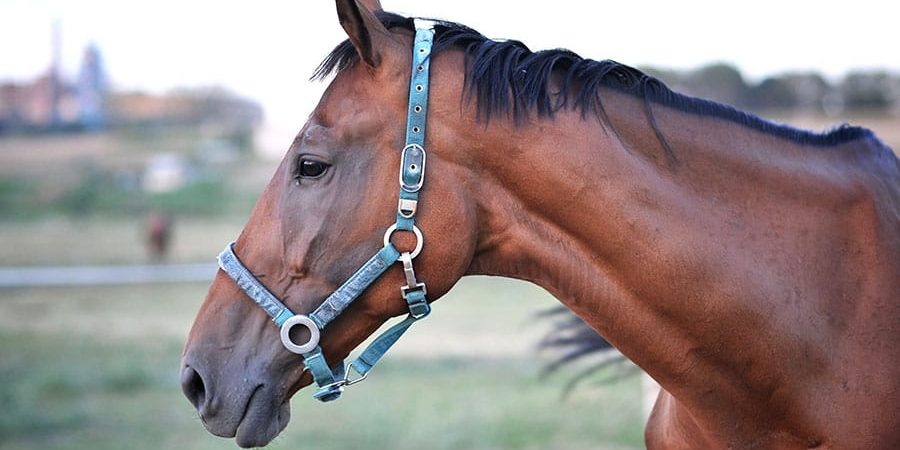 carpet waste horse arena footing