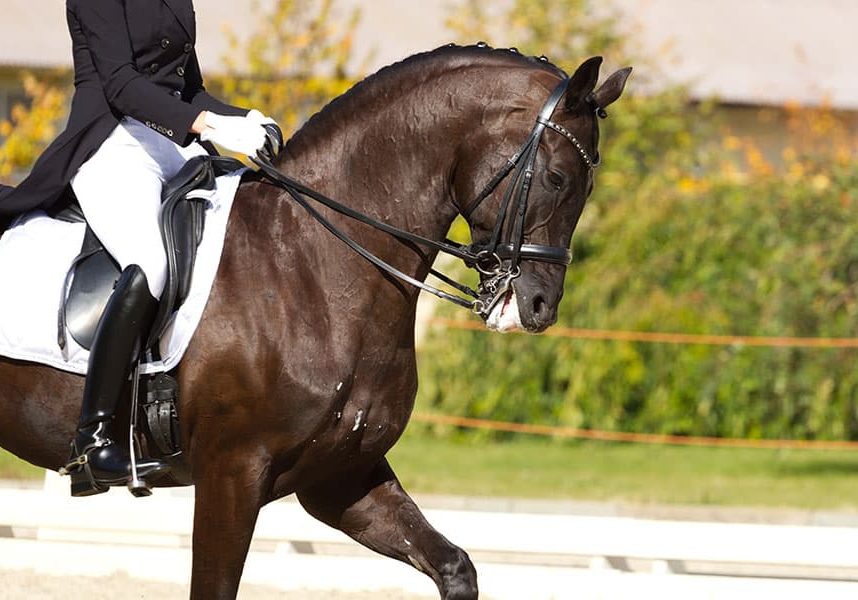 dressage arena layout