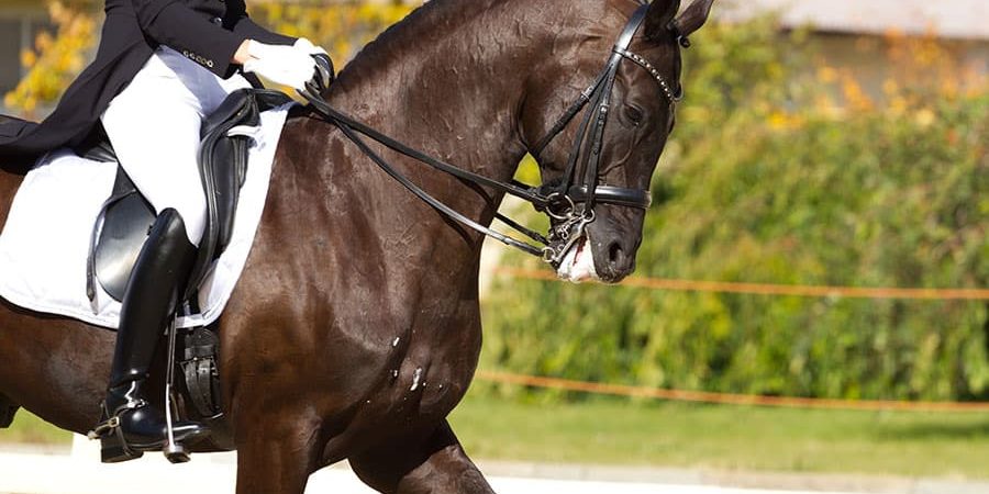dressage arena layout