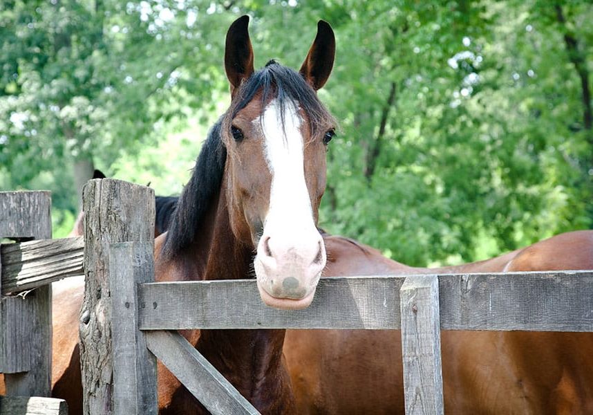eco friendly horse keeping