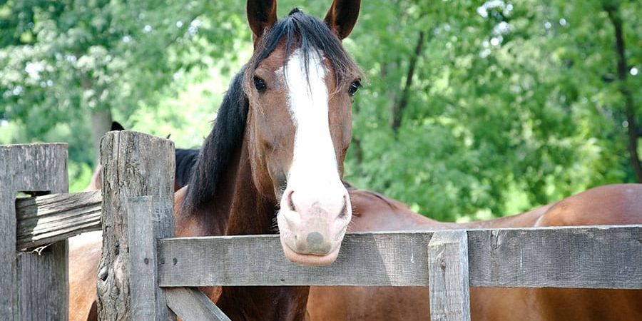 eco friendly horse keeping
